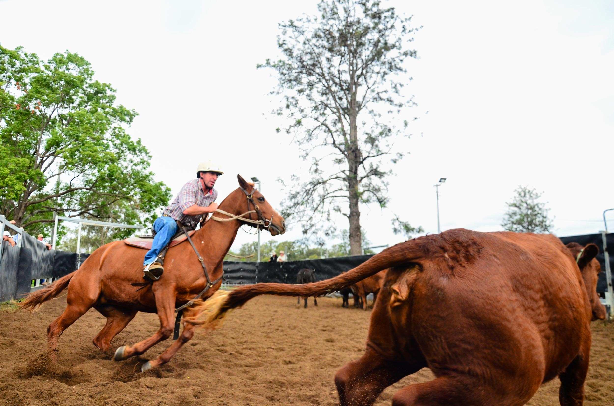 Beaudesert campdraft: riders show their horsemanship at showgrounds ...
