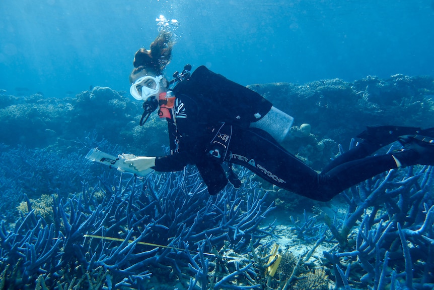 Seorang wanita berenang di atas terumbu karang dengan memakai peralatan snorkeling.