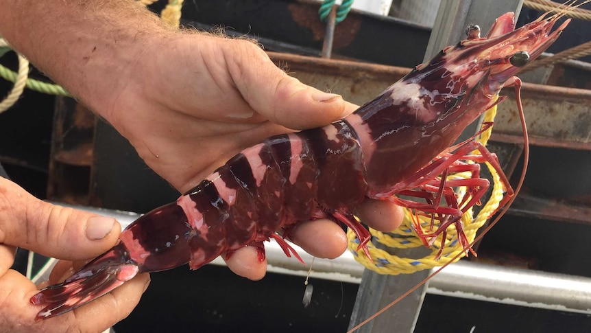 A large tiger prawn, about the length of a forearm is held in a man's hand.