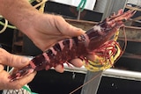 A large tiger prawn, about the length of a forearm is held in a man's hand.