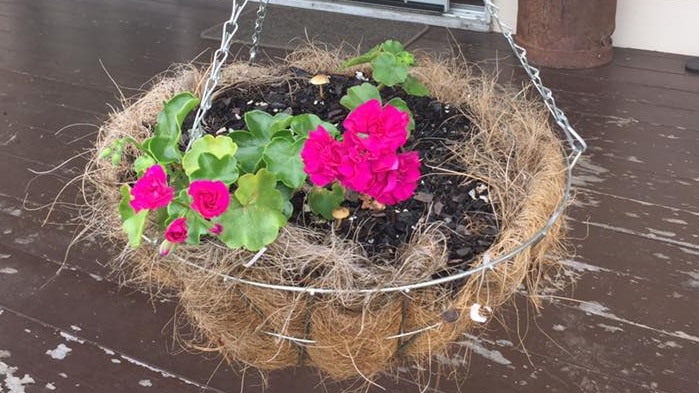 A bright pink flowered ivy geranium in a hanging basket.