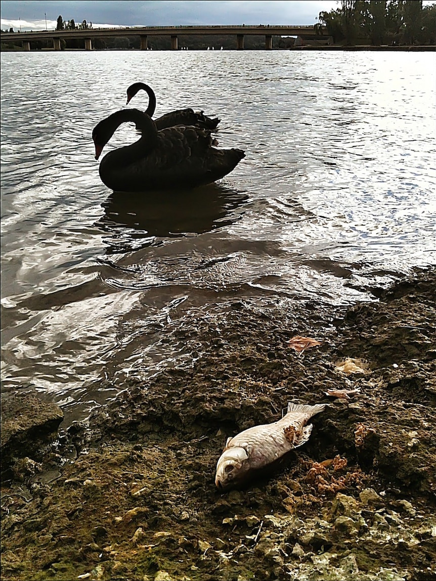 A large number of dead fish have been found along the shores of Lake Burley Griffin in the past fortnight prompting concerns.