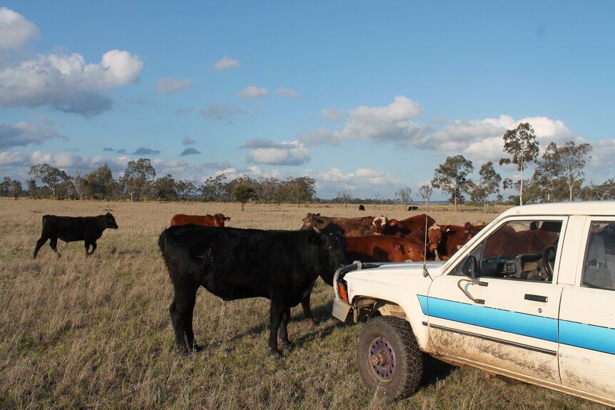 Some cows are pictured on a paddock with to the right a parked ute.