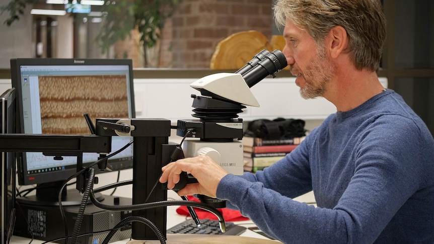 A man with a beard operates a microscope over a cross-section of wood.