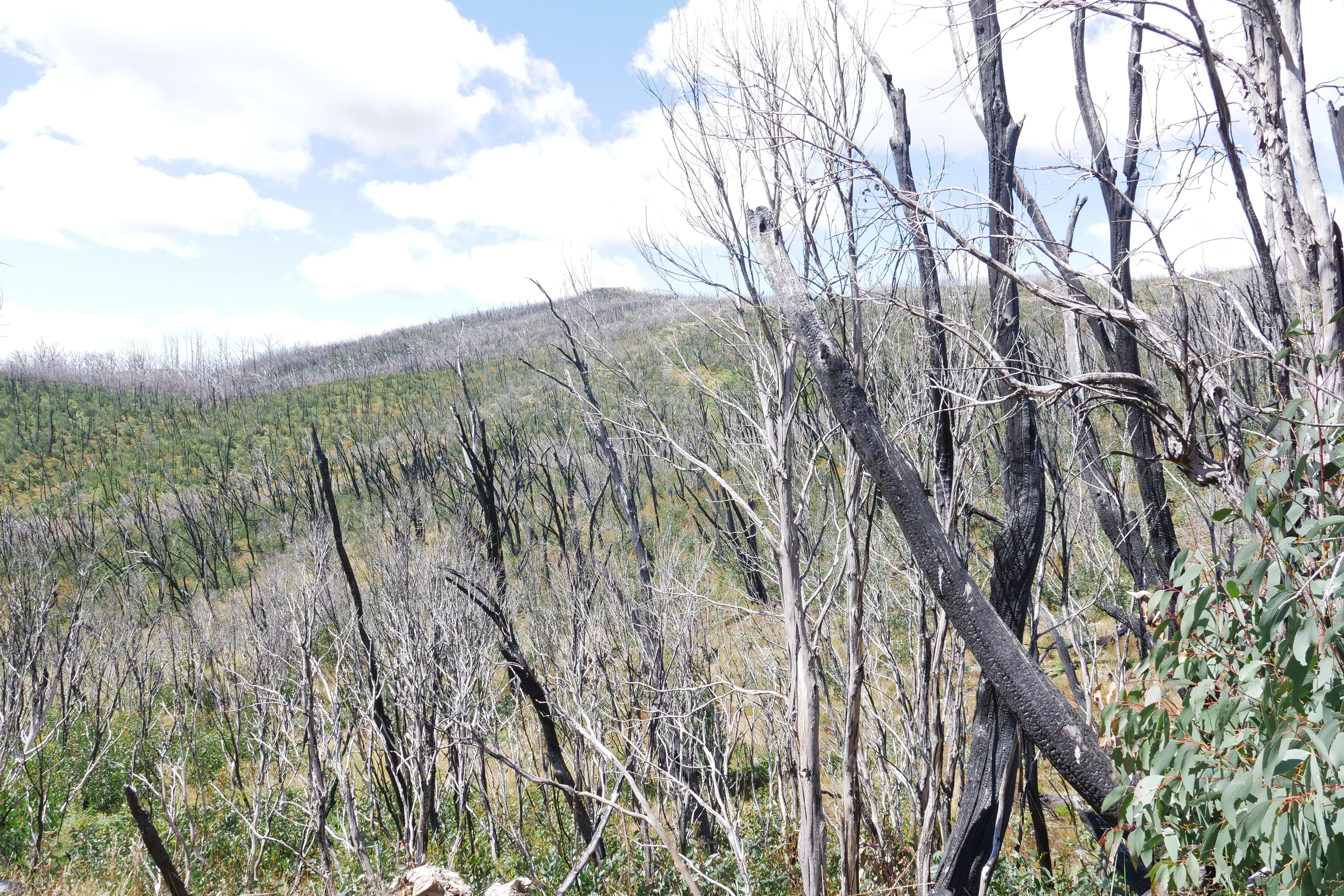 A landscape of burnt bushland.