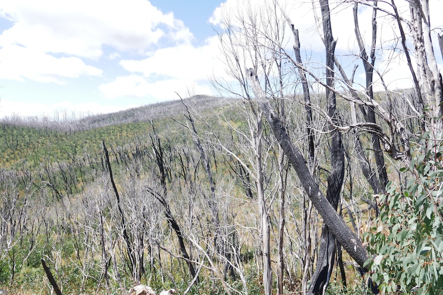 A landscape of burnt bushland.