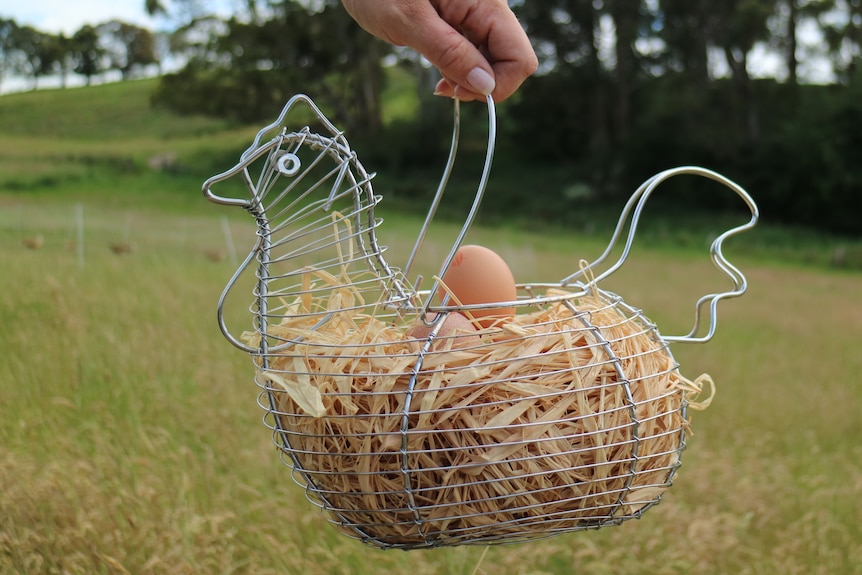 a hand holds a wire basket in the shape of a chicken with eggs 