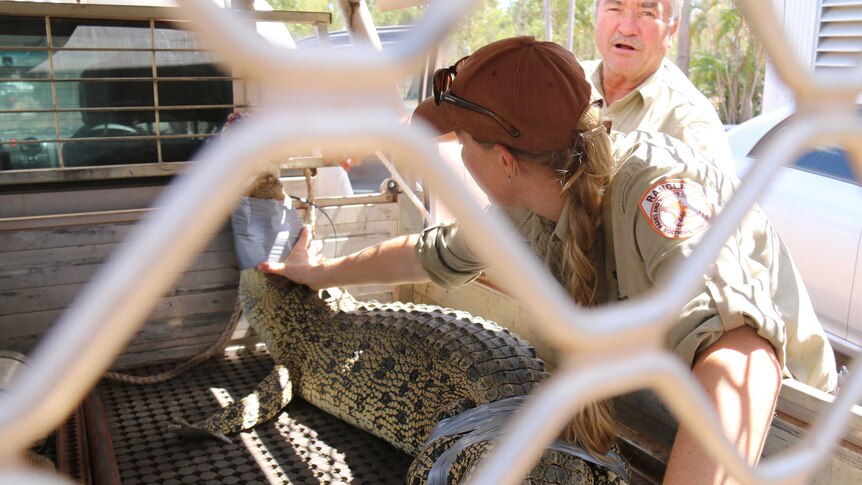 Wildlife officers and crocodile