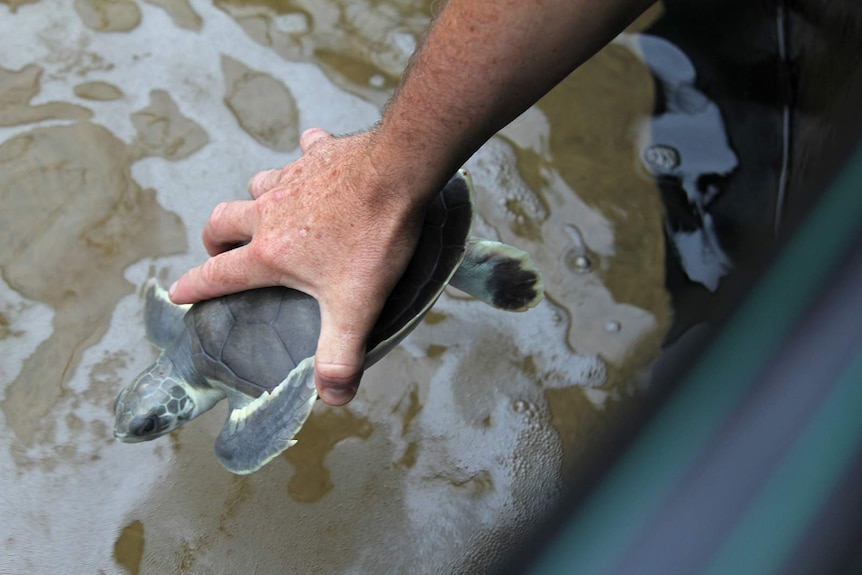 A photo of a hand lowering the small turtle back into the water.