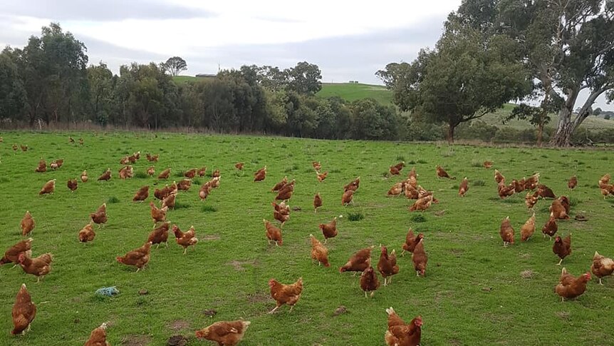 Chickens graze in a grassy field.
