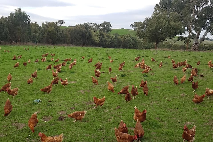 Chickens graze in a grassy field.