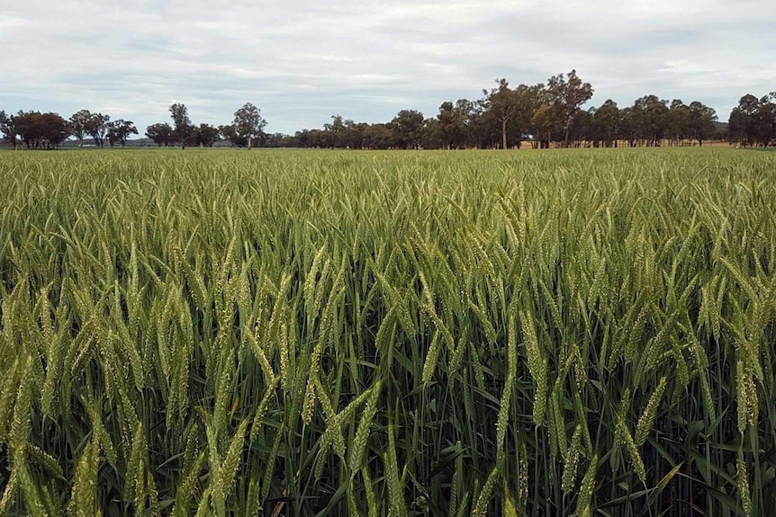 A landscape photo of a field of Triticale.