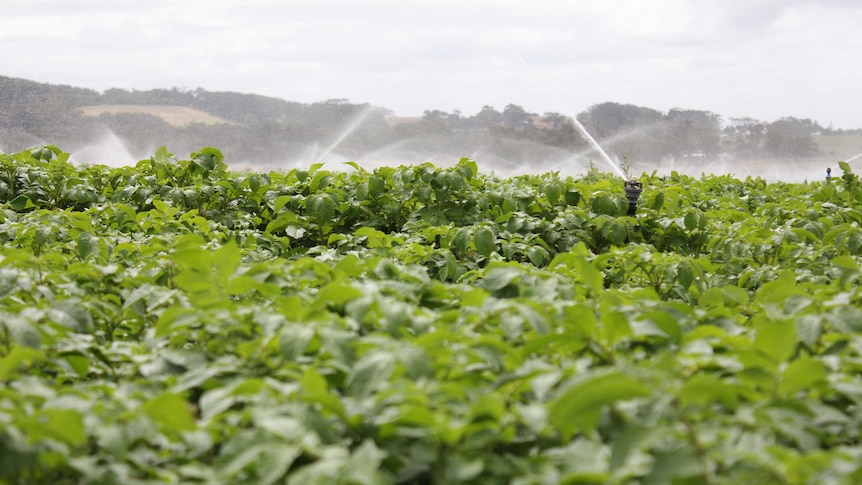 Tomato potato psyllid has been found outside the Perth quarantine area