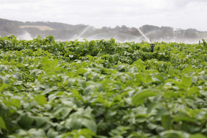 A green potato crop is being watered