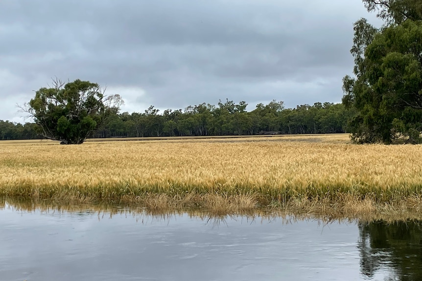 water logged crops at Bedgerabong 