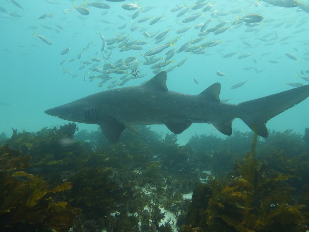 Grey nurse sharks discovered in NT waters could be genetic lifeline for