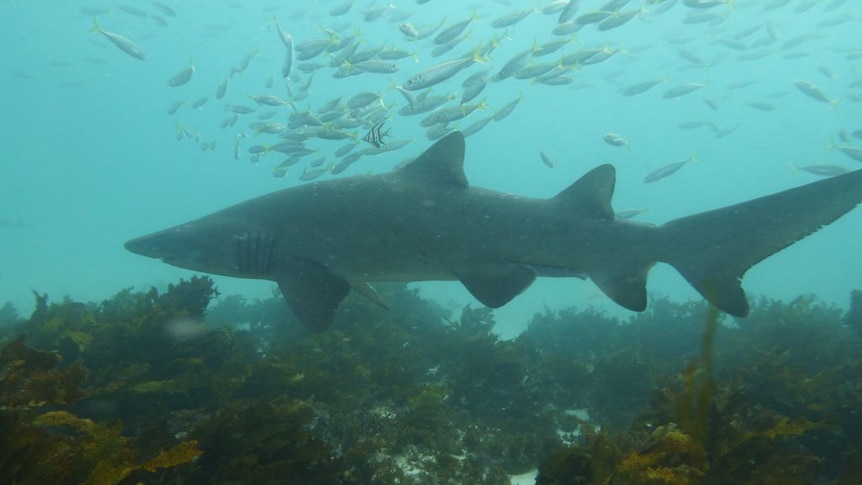 A grey nurse shark pictured underwater with fish swimming around it