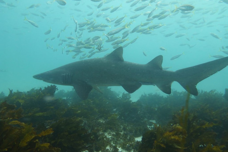 A grey nurse shark pictured underwater with fish swimming around it
