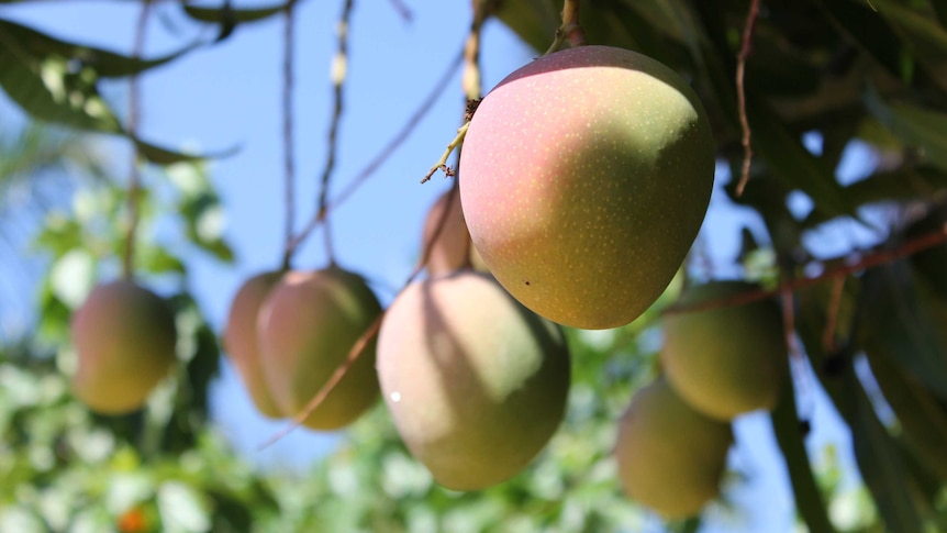 Mangoes hanging in a tree