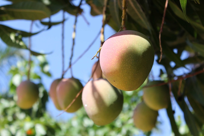 Mangoes hanging in a tree