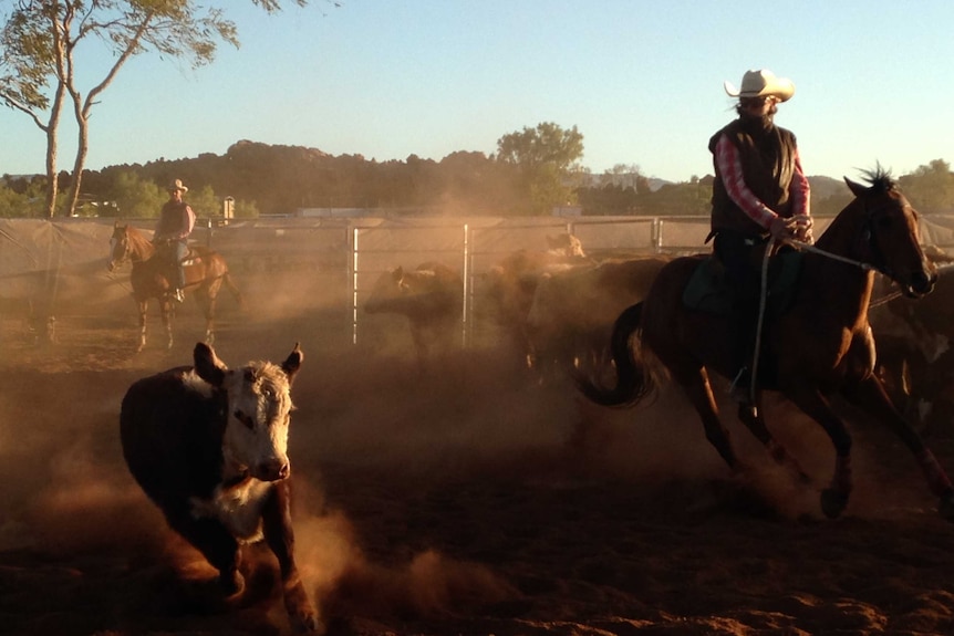 A person on horseback competing in a campdraft event at a rodeo.