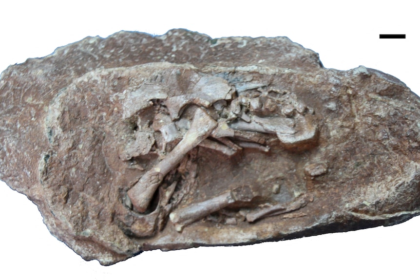 Large dinosaur fossil of a embryo 