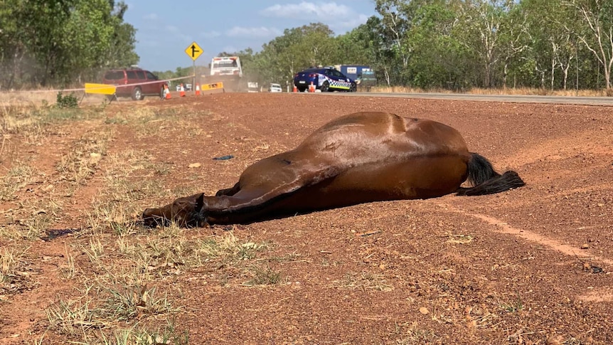 A horse lies on the road