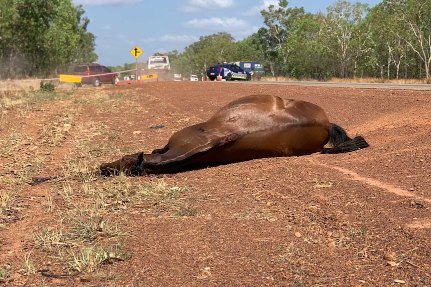 A horse lies on the road