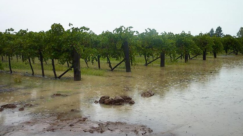 Floodwaters cover a vineyard at Bilbul in southern NSW.