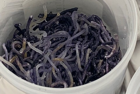 bucket of purple noodles