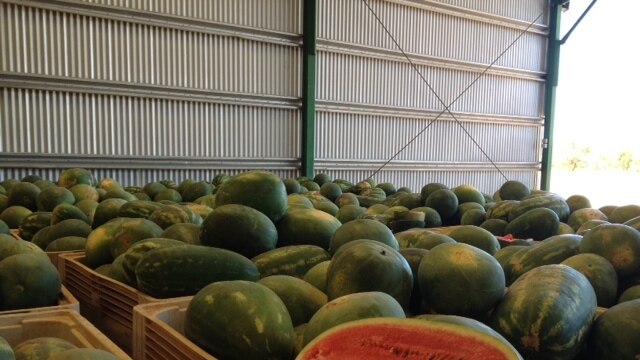 Watermelons from northern Australia