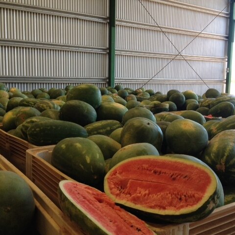 Watermelons from northern Australia