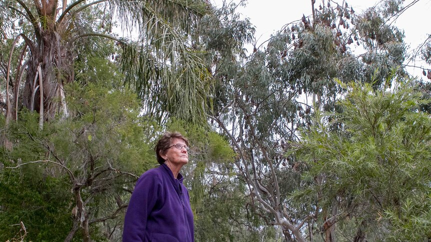 Margaret Stanke looks out over the flying foxes hanging in the trees in her front yard.