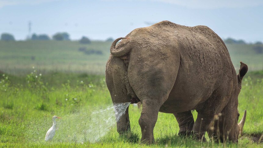 A Rhino is eating grass while a small bird behind it gets sprayed with its urine