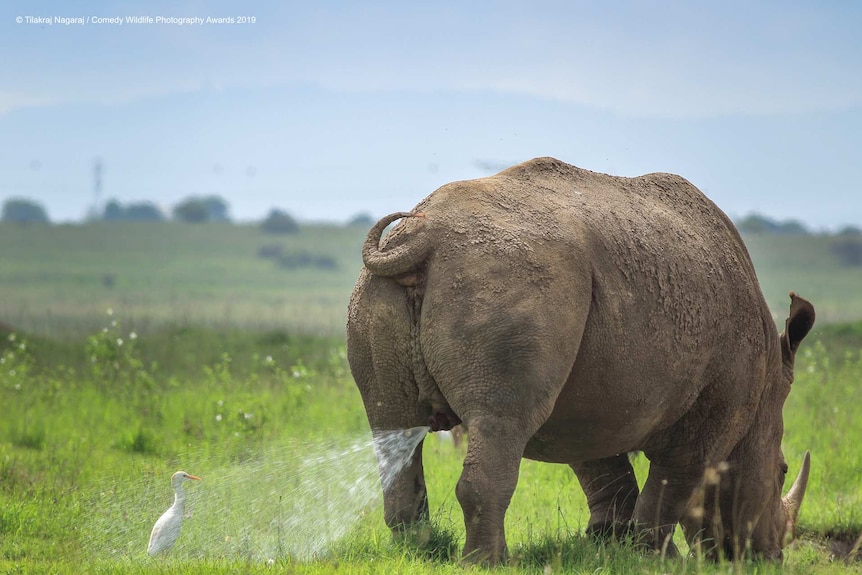 A Rhino is eating grass while a small bird behind it gets sprayed with its urine