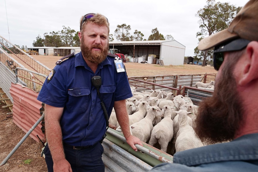 A prison officer stands next to a pen full of sheep in a feedlot.