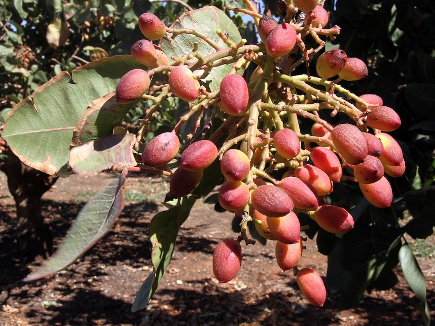 Pistachios on a tree ready to be harvested.