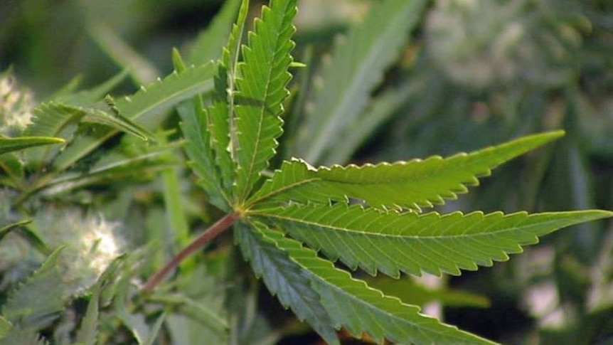 Medicinal cannabis growers seek assurances