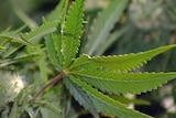 Medicinal cannabis growers seek assurances