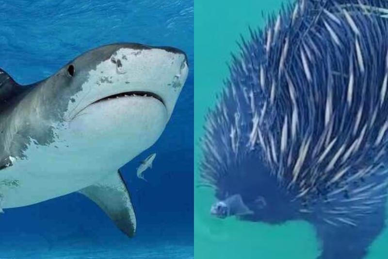 A composite image showing a shark and an echidna, both swimming in the ocean.