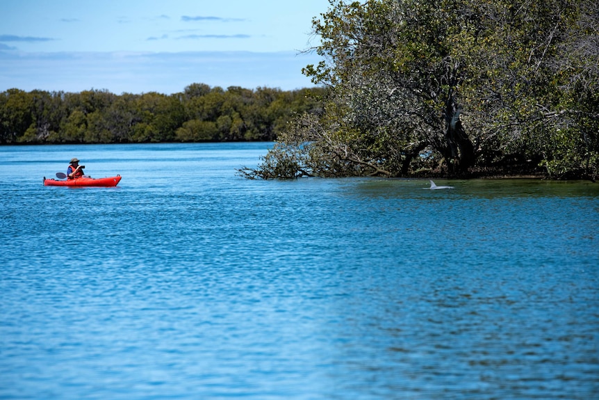 A man in a kayak takes a photo of a dolphin.