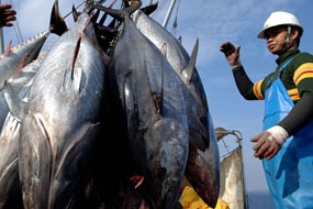 A Japanese fisherman loads tuna fish in the Adriatic Sea (AFP)