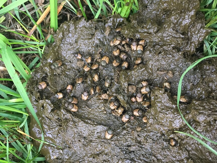 A mass of beetles on top of a cow pat.