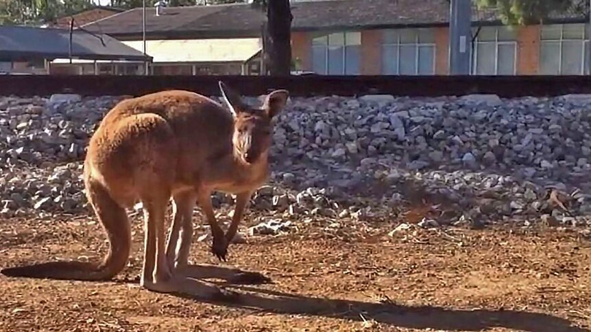 Kangaroo found lost and wandering in Adelaide's southern suburbs