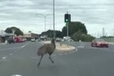 A runaway emu has been filmed running across Emerald's main street.