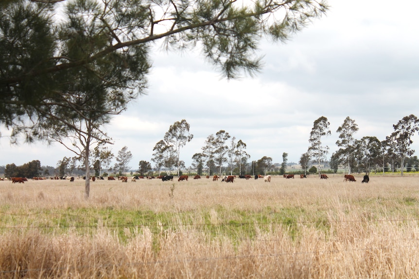 A paddock is pictured with trees and cows.