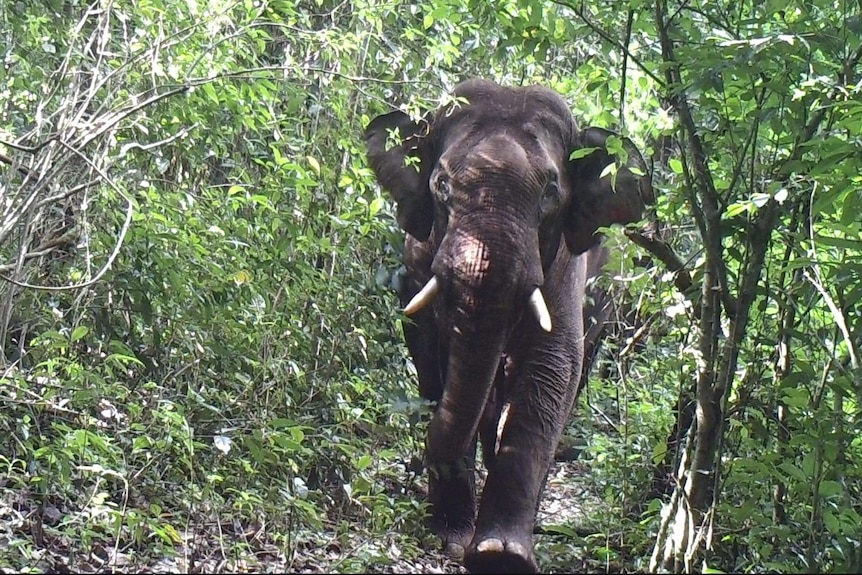 an elephant walks through the forest in myanmar