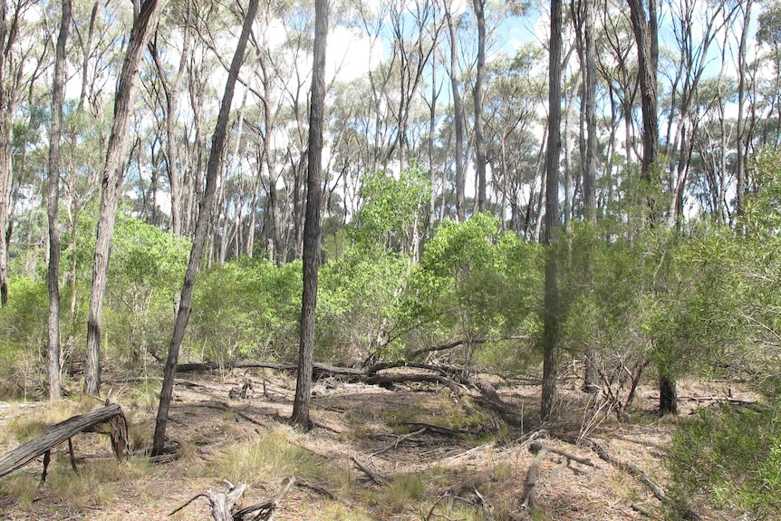 A dry open Brigalow woodland in Queensland, date unknown.
