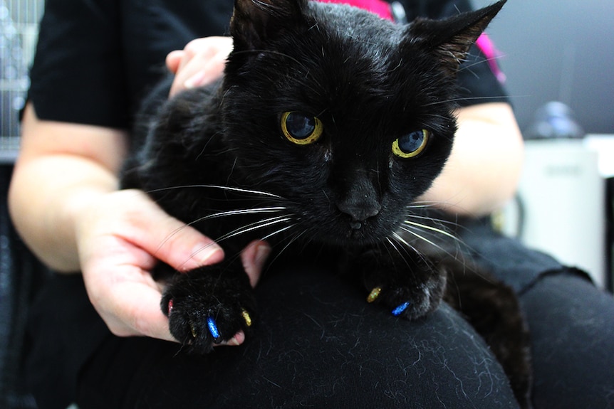 Black cat with multi-coloured claws sitting on a woman's lap.