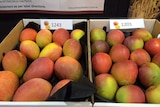two boxes of red blush mangoes